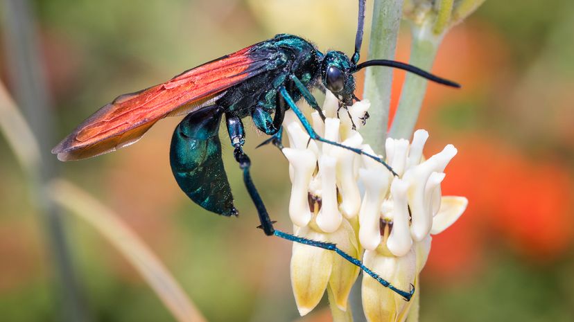 Tarantula hawk