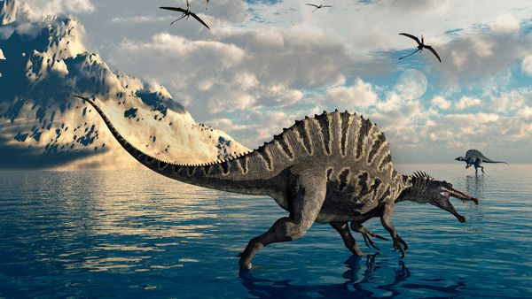 A pair of carnivorous Spinosaurus hunt for fish