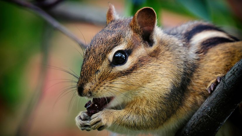 A chipmunk with a stripe down its back nibbles on a serviceberry