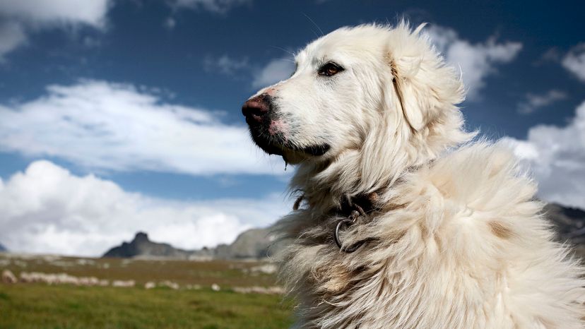 Great Pyrenees