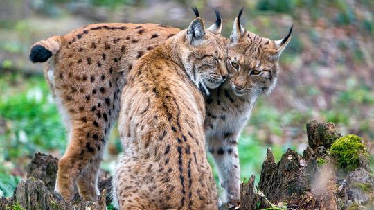 The Eurasian Lynx Can Take Down Prey Larger Than Itself