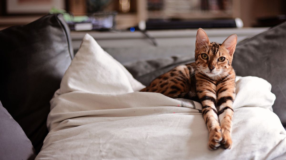 17 'Hypoallergenic' Cats to Keep Your Sneezing at Bay