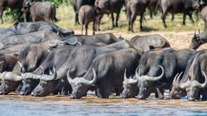 herd of cape buffalo drinking water in a row