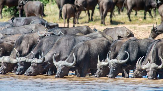 Cape Buffalo Are Intensely Protective Herbivores