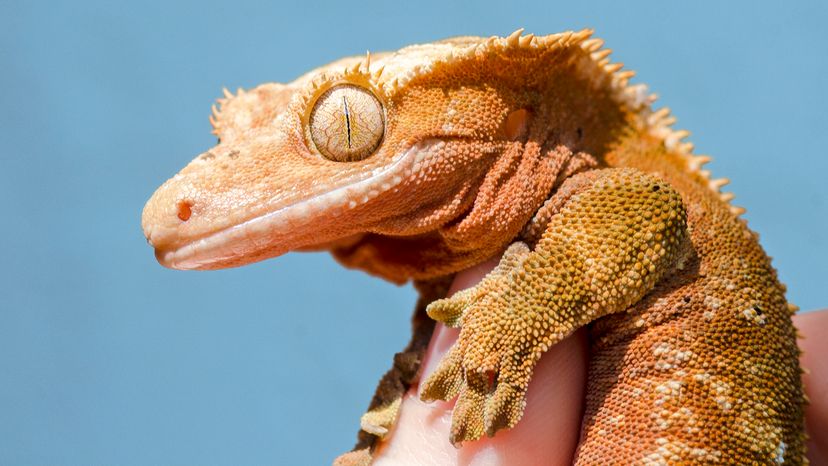 Crested gecko