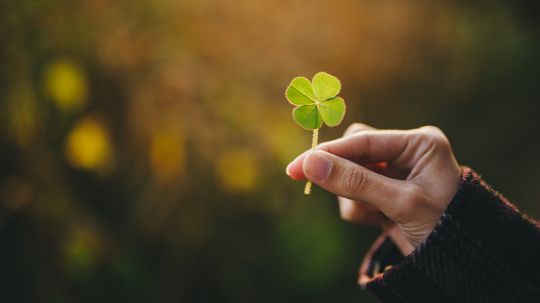 Why Is a Four-leaf Clover Lucky?