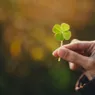 Why Is a Four-leaf Clover Lucky?