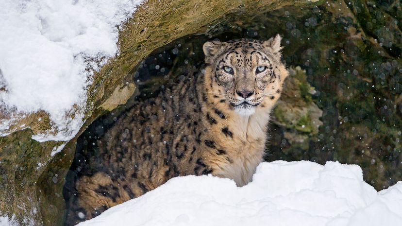 Snow leopard