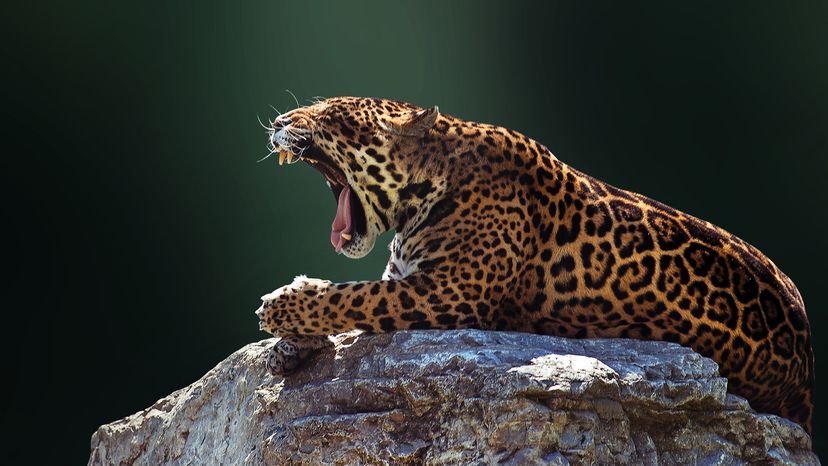 Jaguar