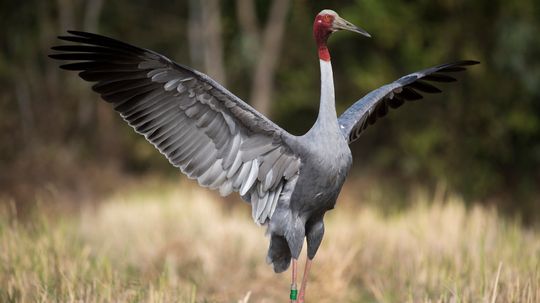 The Largest Flying Bird Varies by Wingspan, Height and Weight