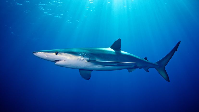 Blue shark