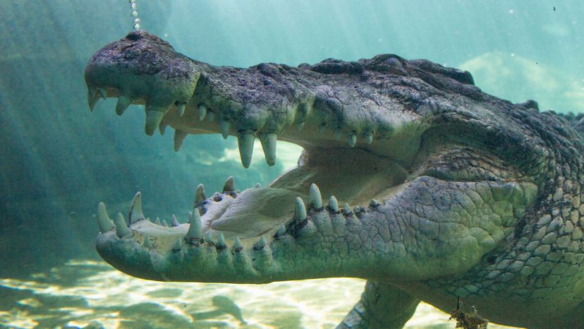 Saltwater crocodile.