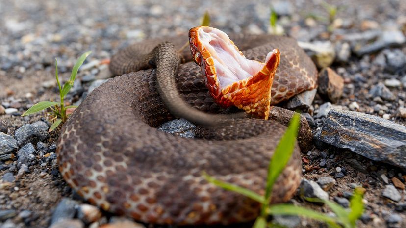 Coiled snake with open mouth on gravel