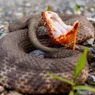 Cottonmouth: Snake With Potent Venom and Catlike Eyes