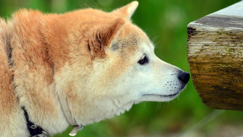 Shiba Inu