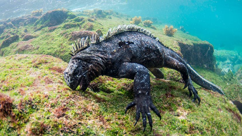 A black iguana eats algae off a rock underwater