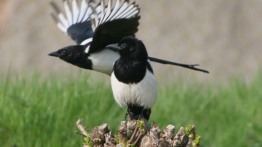 4 Smartest Birds Prove That 'Bird Brain' Shouldn't Be an Insult