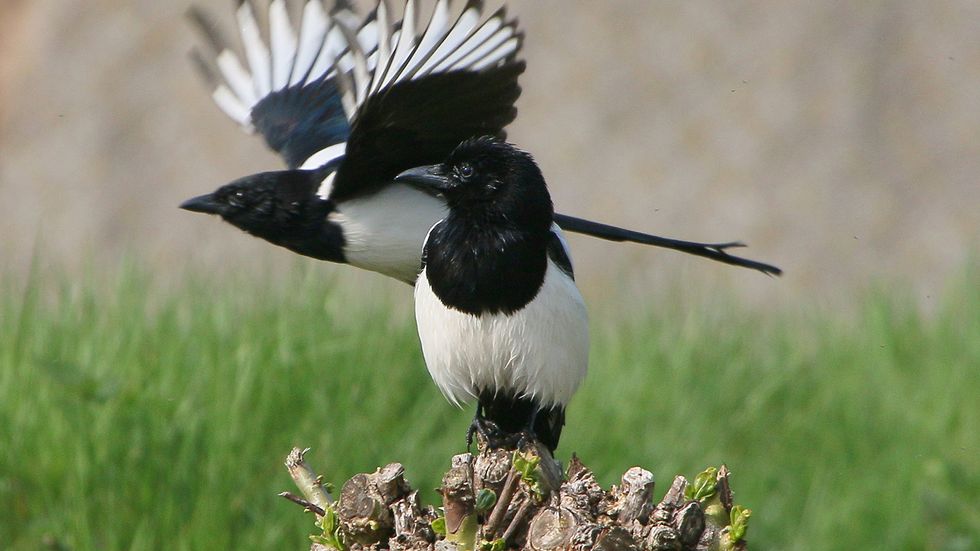 4 Smartest Birds Prove That 'Bird Brain' Shouldn't Be an Insult