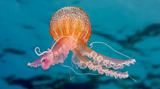 How Long Do Jellyfish Live? Are They All Immortal?