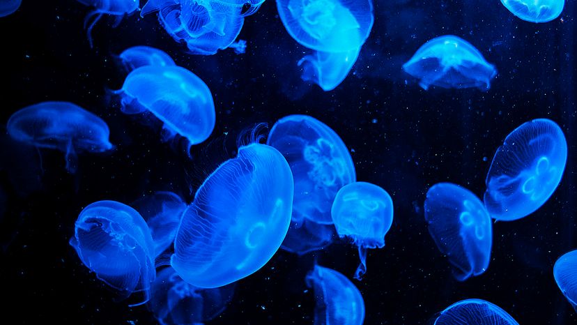 Moon jellyfish