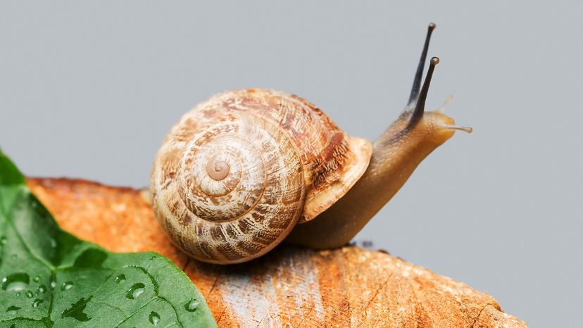 snail