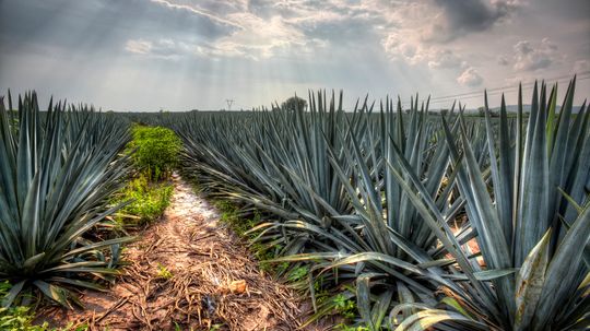 A Bottle of the World's Most Expensive Tequila Sold for $225,000