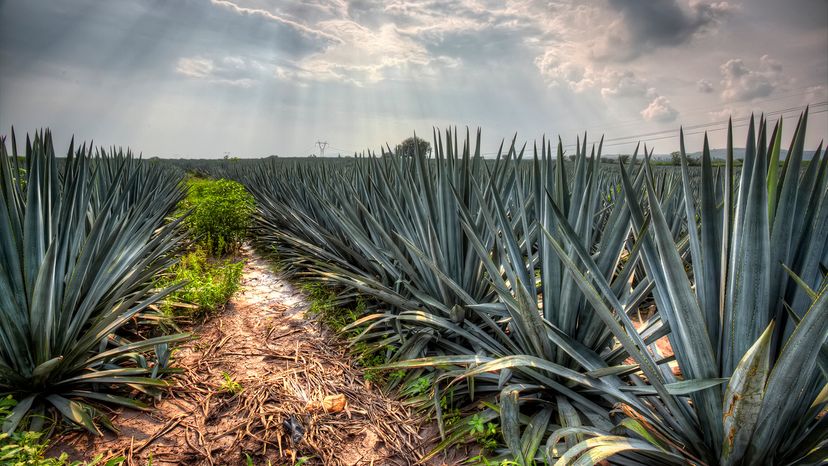 Agave tequilana, aka blue agave, growing in Jalisco, Mexico