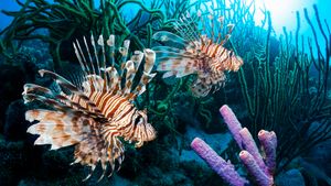 lionfish among coral