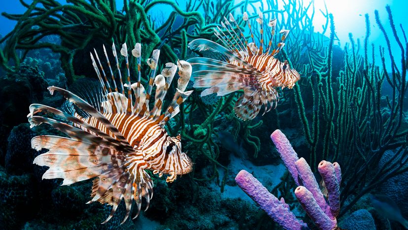 lionfish among coral