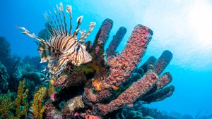 lionfish in tropical coral reef