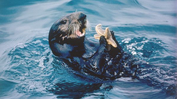 River Otter vs. Sea Otter Size, Fur Density and Food Preferences