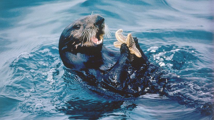 otter