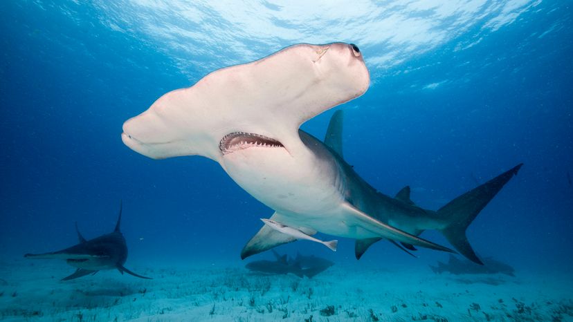 Great hammerhead shark