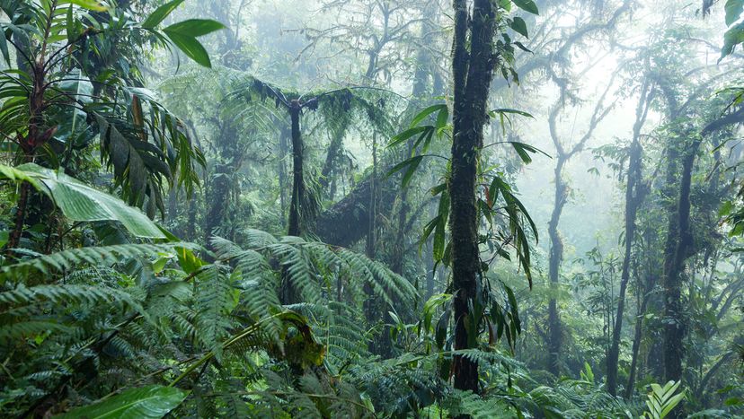 Tropical forest in the mist, Monteverde cloud forest, Costa Rica