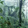 Tropical Rainforest Guide: How Rainforests Work