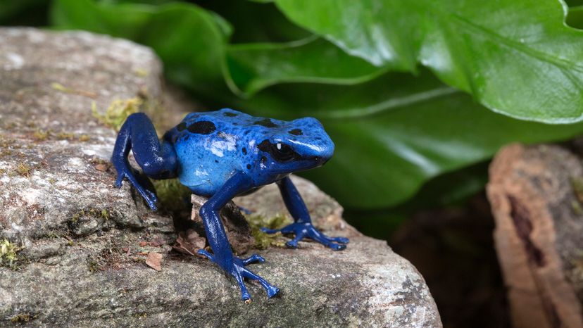 Poison dart frog