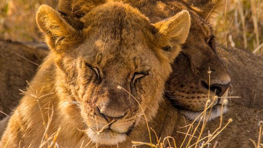 10 Types of Lions (Including 4 Extinct Species)