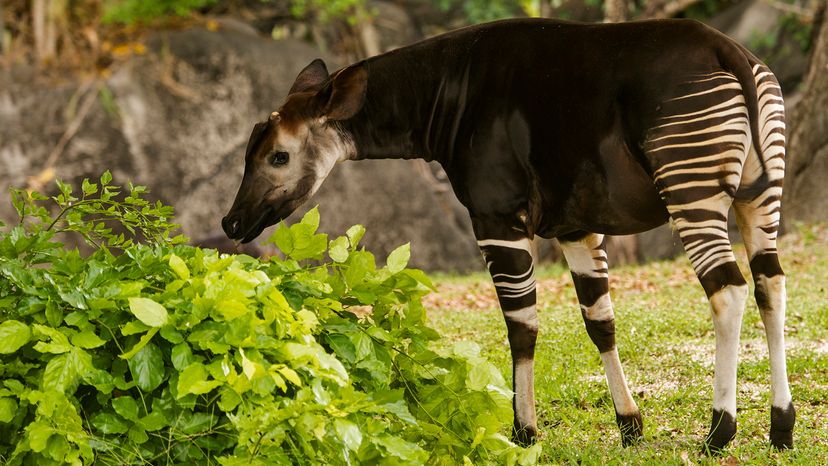 Okapi