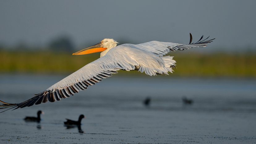 Dalmatian pelican