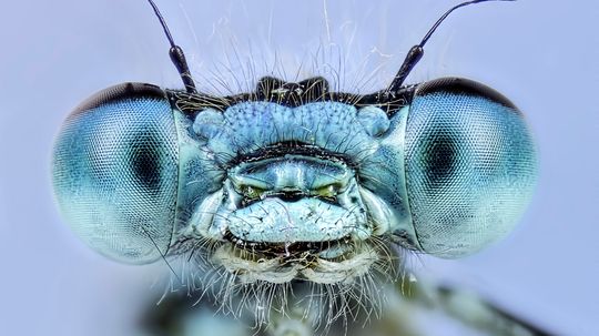 The Largest Insect in the World Is the Size of a Sparrow