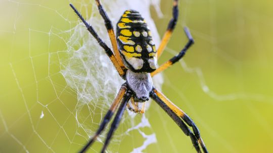 The Garden Spider and Its Signature Zigzag Web