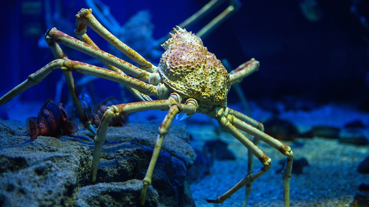 Japanese Spider Crab: Enormous and Harmless to Humans