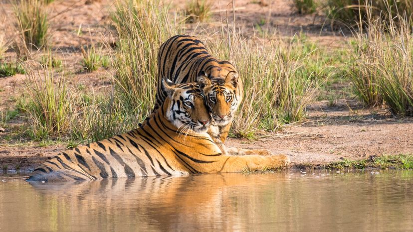 Bengal tiger