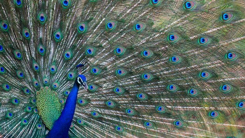 Indian peafowl