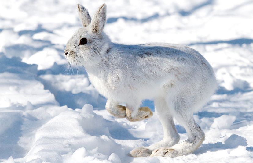 Snowshoe hare