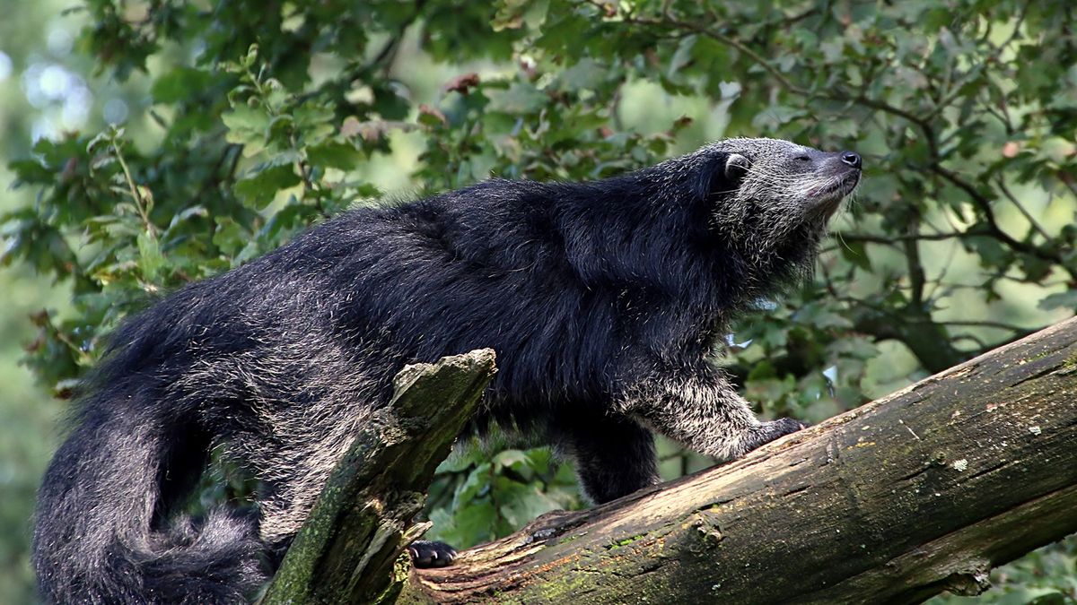 The Binturong, aka Bearcat, Is Related to Neither Namesake