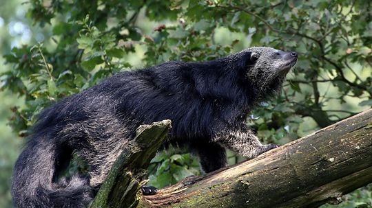 The Binturong, aka Bearcat, Is Related to Neither Namesake