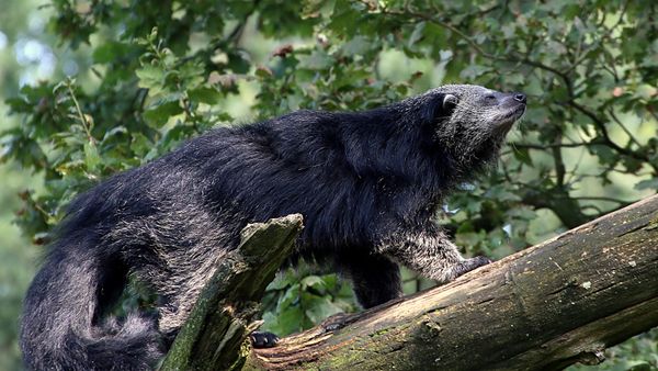 A binturong walks up a log in a forest.