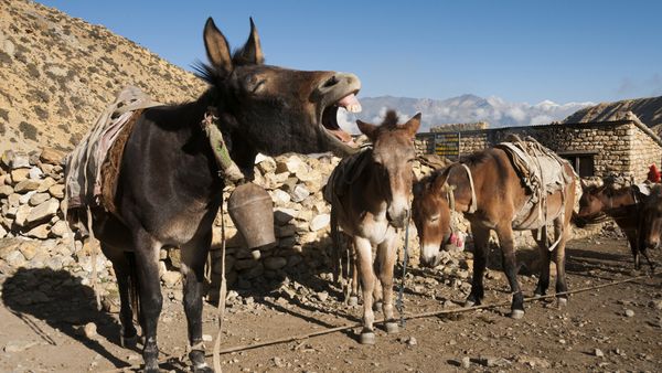 The Mule Outperforms Both Its Horse Mom and Donkey Dad
