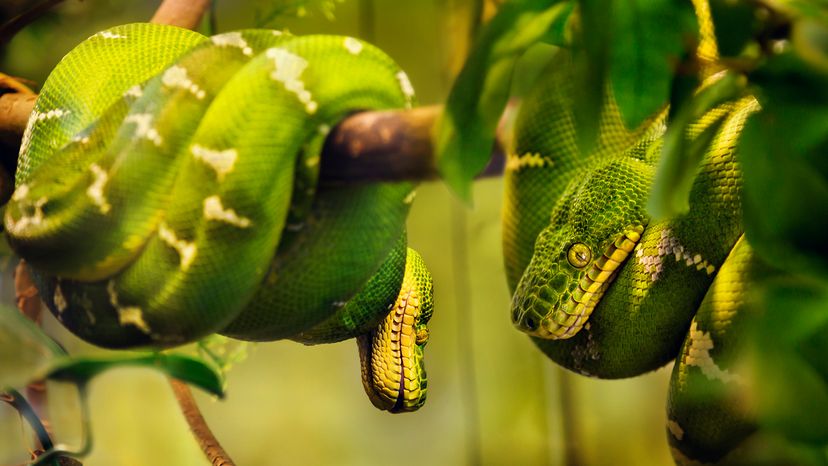 Emerald tree boa